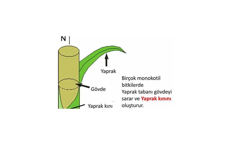 Bitkilerde Yaprak Sararması